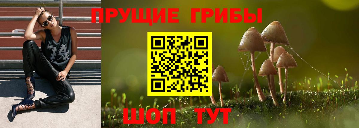 Галлюциногенные грибы Psilocybe Кудымкар
